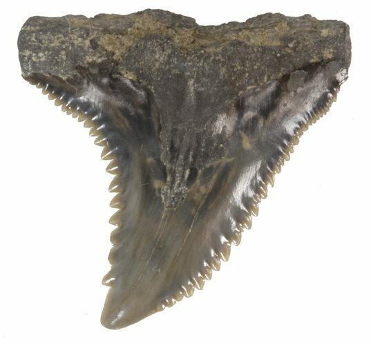 Fossil Hemipristis Shark Tooth - Maryland #42520